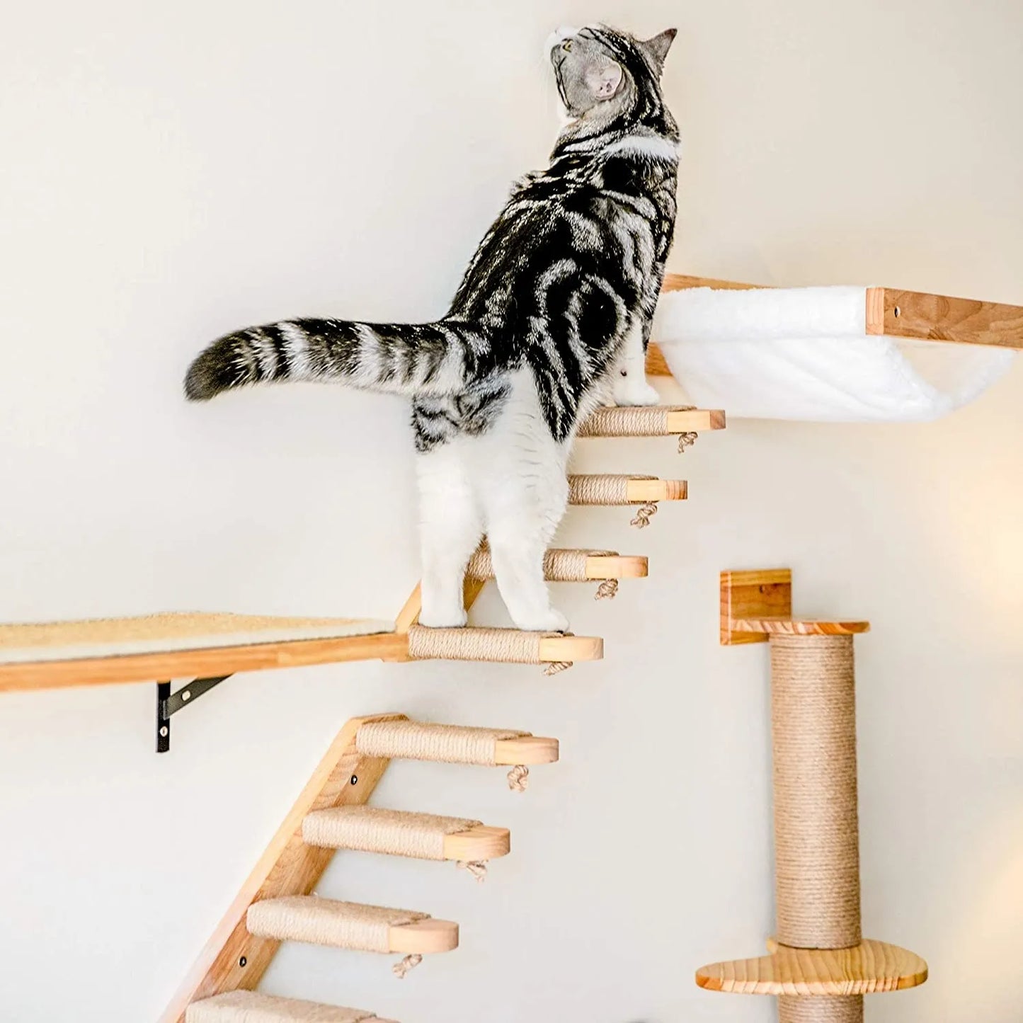 Cat climber